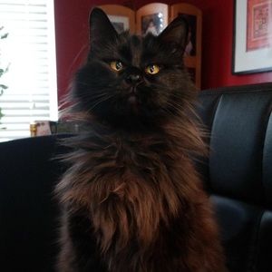 Meet your Posher, Rayan